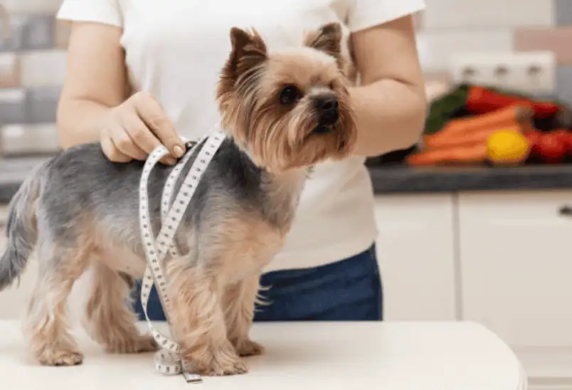 dog being measured